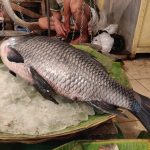 A large fish with silver scales is displayed on a bed of ice atop green banana leaves at a market. The fish is placed on a scale, with a person in the background crouching and handling the scale. The setting appears to be indoors with various market items around.