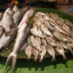 A large display of various fish types laid out on a green surface, presumably at a market. The fish are grouped by size and type, with some larger ones on the left and many smaller ones on the right. The background shows a wet floor and some market activity.