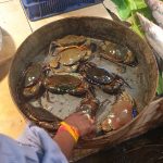 A display of live crabs in a shallow metal basin at a seafood market. A person wearing a long-sleeved shirt and a yellow bracelet is touching one of the crabs. Nearby, there are other seafood items, including fish, arranged for sale.