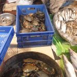 A market stall displays various seafood, including crabs in a large round basin and inside blue plastic crates. Next to the crates are piles of fish on green fabric. Baskets, ice containers, and other market items are visible in the background.