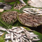 Various types of fish and seafood, including prawns, shrimp, and multiple species of fish, are displayed on banana leaves in a market setting. The seafood items are laid out on round trays and flat surfaces, some surrounded by ice to keep them fresh.