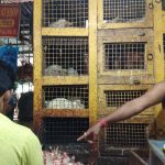 In a market, a person points to a pile of white chickens on the ground. Behind them is a large yellow cage stacked with live chickens. Another person, partially visible, is standing nearby watching the scene. An overhead sign partially reads “MEAT SHOP.”.